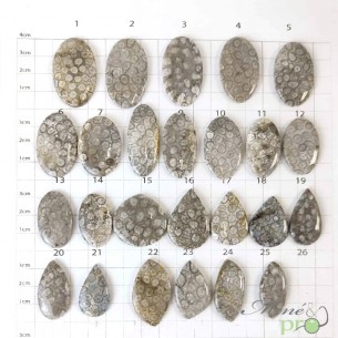 Corail fossile - cabochons